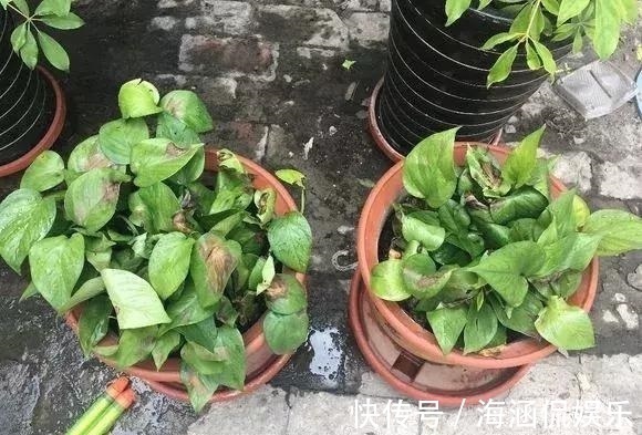 阴凉处|君子兰、多肉秋天“砍一刀”,1次冒出10个芽,几个月养爆盆