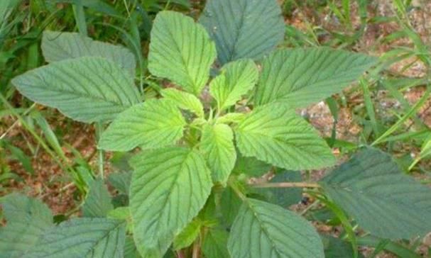 农村|农村里不起眼的野草，被称为“金不换”，药用、食用都是可以的