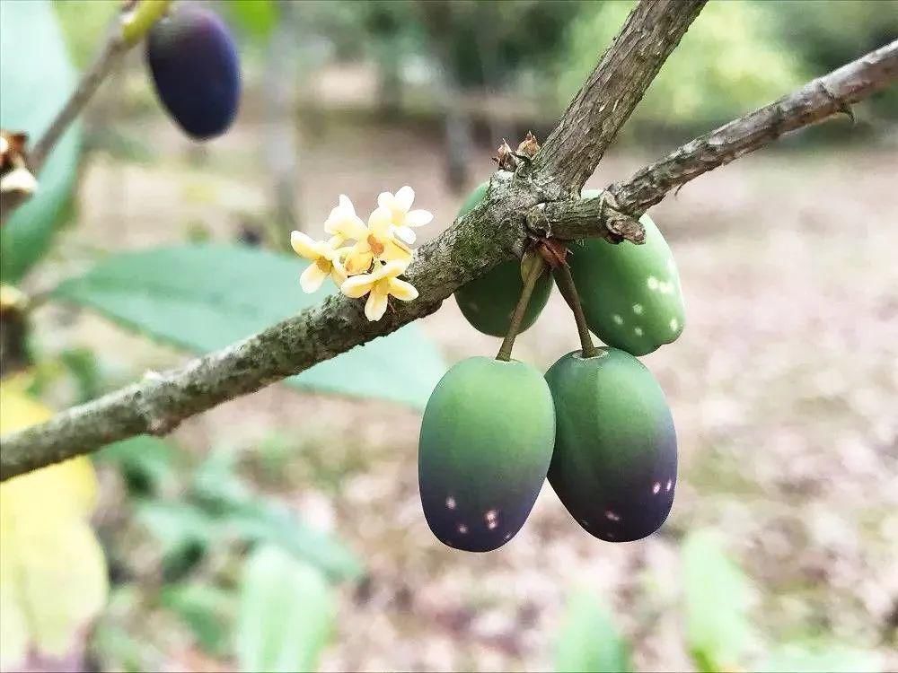 桂树|这种树的花120元1斤,果实却长满树没人要,殊不知价值极高