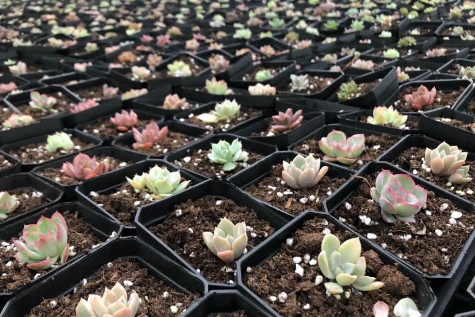 多肉|五月六月别忘了“叶插多肉”,生根快长得快,又萌又多成功率高