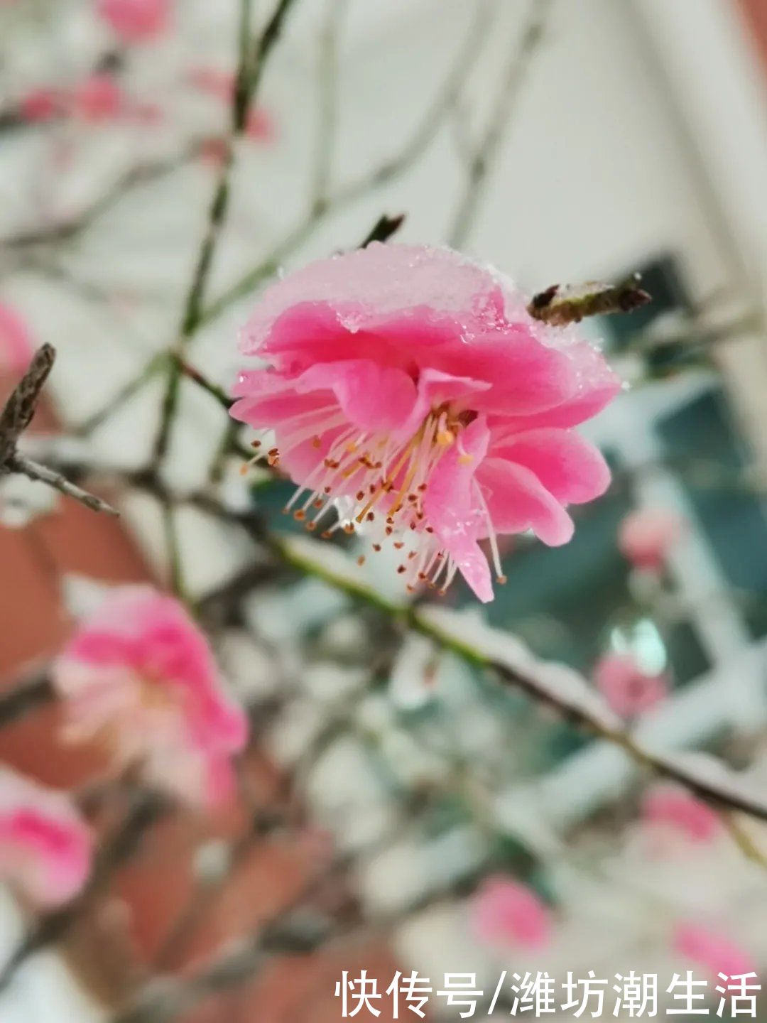 潍坊光正实验学校：校园里的那些花儿