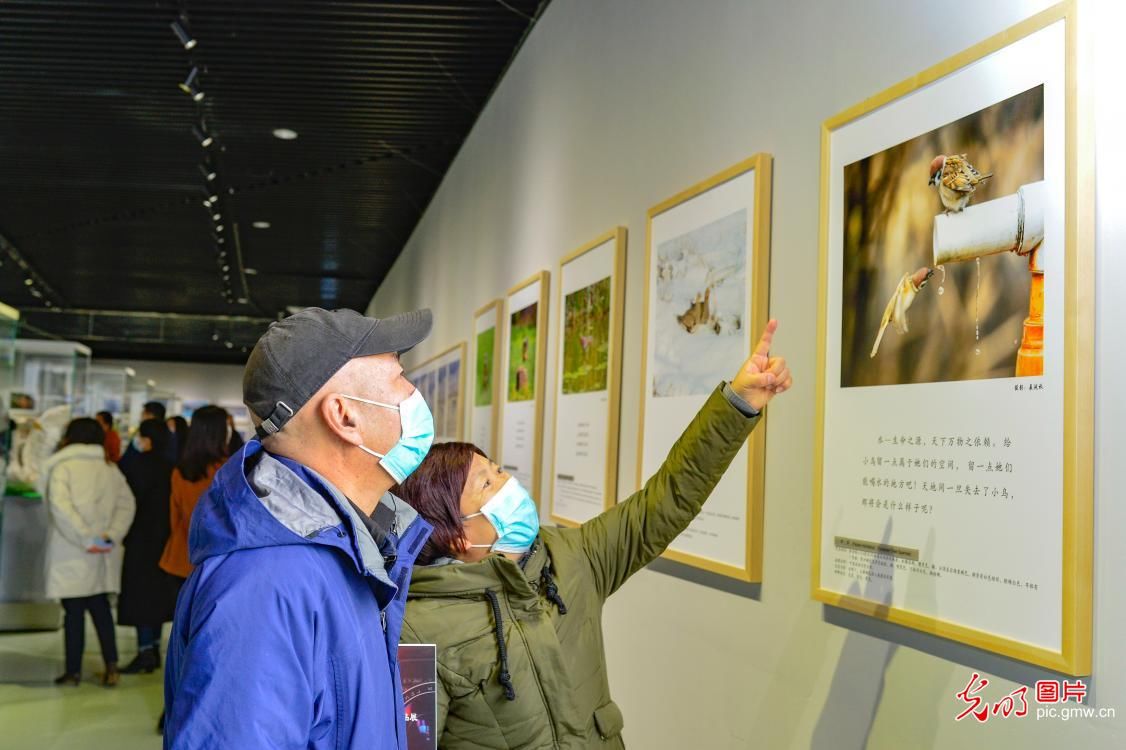  鸟类芦苇画|内蒙古：鸟类生态艺术作品展呼和浩特开展