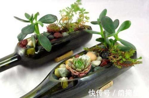 花盆|除了花盆之外,这些东西也是绝佳的养花神器,你用过吗?