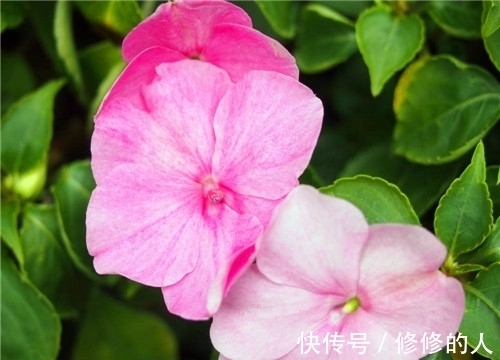 浇水|非洲凤仙如何养?教你3个养护小妙招,花开爆盆年年开花