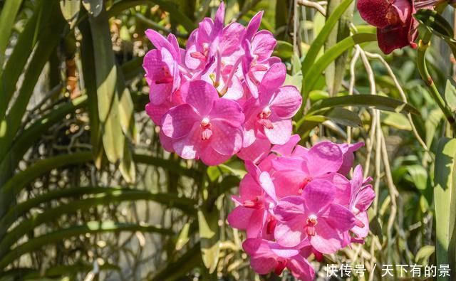 曾经看过了几种兰花?来这里可以让您大开眼界