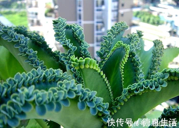 太阳|6种多肉好养活，夏天不休眠，晒晒太阳红彤彤，度夏也萌