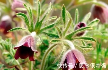全身|它全身长白色绒毛,开智慧之花,见到要珍惜