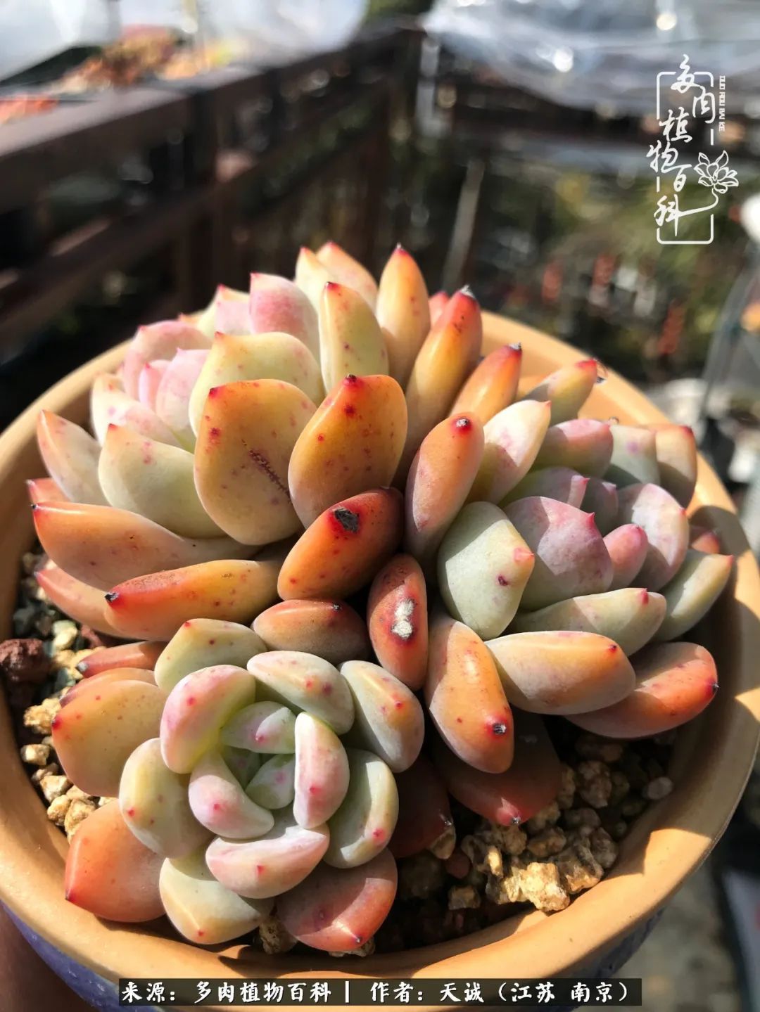 又到多肉最美季,用心去发现身边的美好!