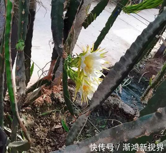 多汁|育火龙果热潮又来了,盆越浅,水越少,长越快,开花结果越多!