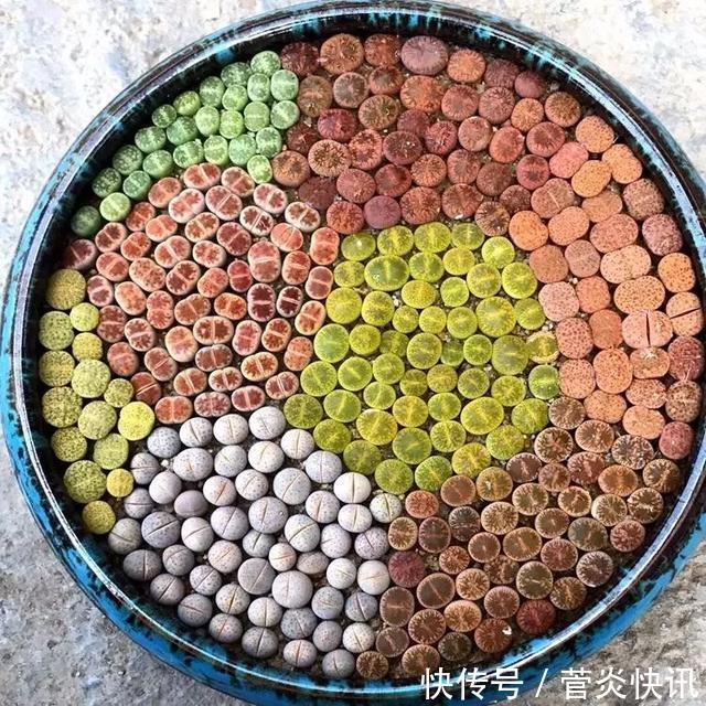 灵感|多肉拼盘玩一次就上瘾,这些创意拼法,你一定喜欢