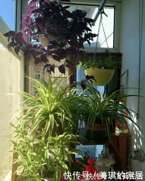 吊兰|这种植物有水就能活，用1招，分分钟爆盆