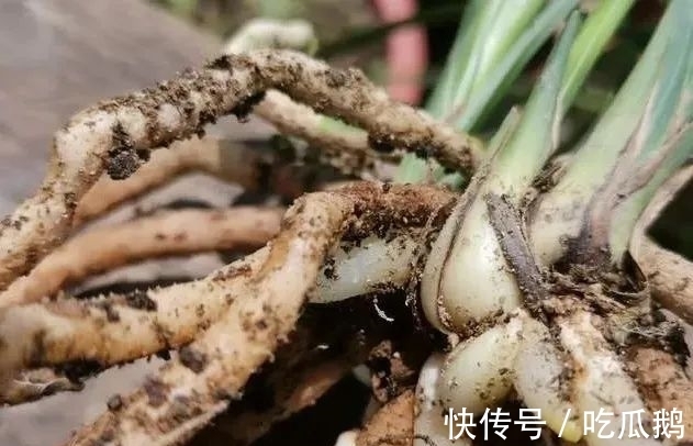 兰花发现空根，只需依照这3步操作，当年就能新根满盆