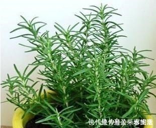 叶片|家里养盆这个花，全身上下带“香气”，能吃能泡茶，驱虫小清新！