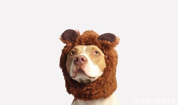 喂养|如何顺利给宠物狗喂口服药,掌握正确口服喂养技巧,狗狗不会抵抗