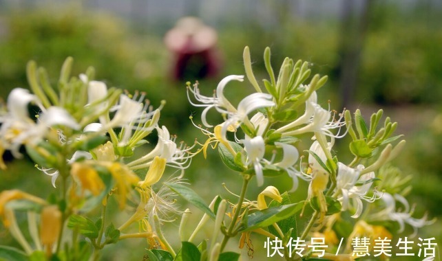 小根|65种野菜图片，带你认识不同的野菜和吃法，你想要的野菜这里都有