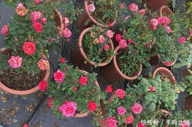 养月季花3个妙招,开花繁密蹿新枝叶,效果好现在时机正好!