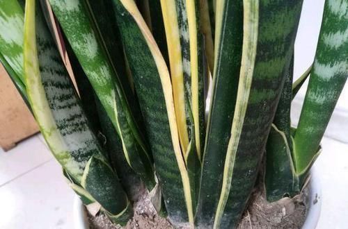 厨房|3种植物特能吸油烟,厨房养盆栽,怎能少得了“它们”