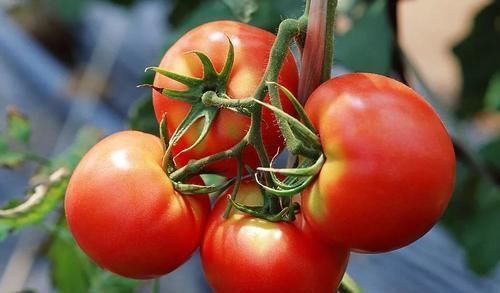 冬天,记得多给孩子喝“这汤”,我家隔三差五做,营养补钙长个子