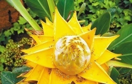 花期最长的花朵，神秘的一朵都能保持半年，你肯定都没有见过！