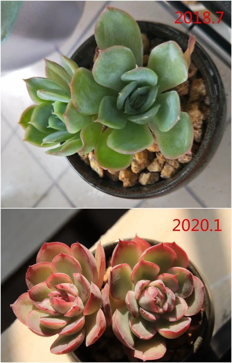 每次的剁手都是忍无可忍,无需再忍!买买买!静待肉美!