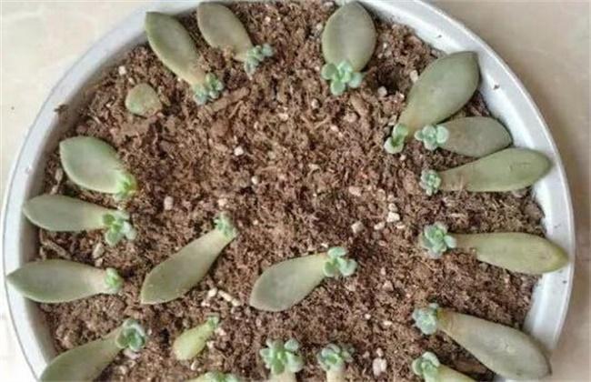 多肉植物的繁殖及养护方法播种、扦插、分株、嫁接技巧解读