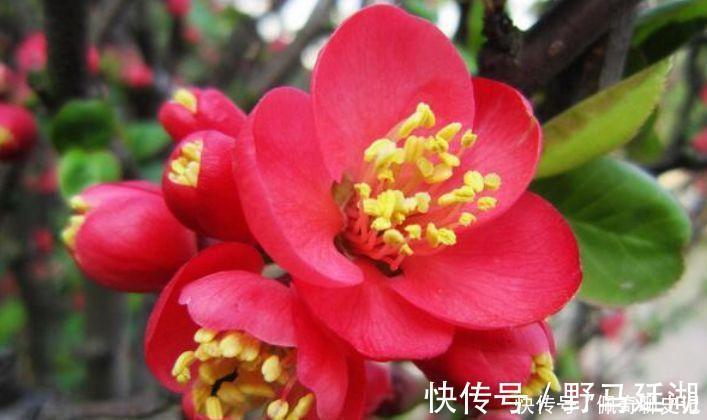 菊花|超级好养的花卉,不闻不问,花开爆盆美如花,好养又漂亮