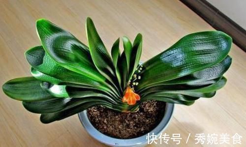 养花还在买花盆学会一招，再不用多花一分钱，一捡一大堆