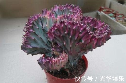 多肉|在家盆栽4款多肉要小心,它们对健康有害,需早点丢出去