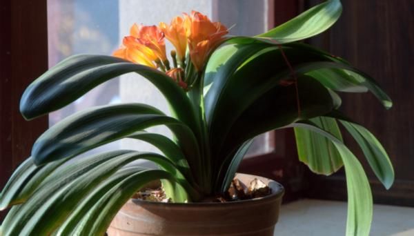 君子兰萎靡不振该怎么办？用完这3样肥料，植株马上变精神