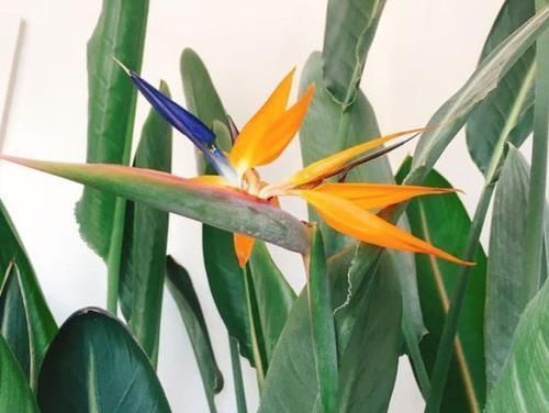 仙鹤|养鹤望兰,有3个“小要求”,满足它,年年都能开出仙鹤