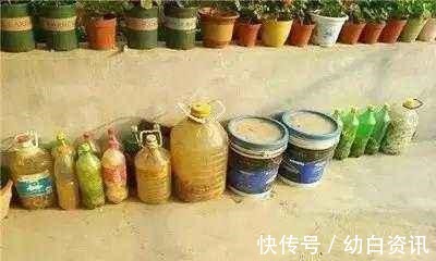 盆栽金枝玉叶,浇点“自制”壮骨水,叶片饱满有光泽,变老桩盆景