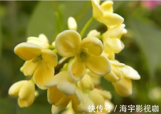 蒲公英水|17岁女生因一壶蒲公英水,送入医院,提醒蒲公英泡水有4大禁忌