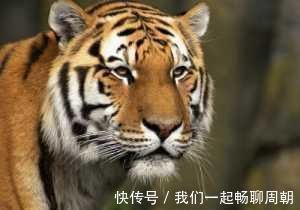 故宫|故宫一幅怪画,画中猛虎如病猫,放大一看,却是它吓蔫了老虎