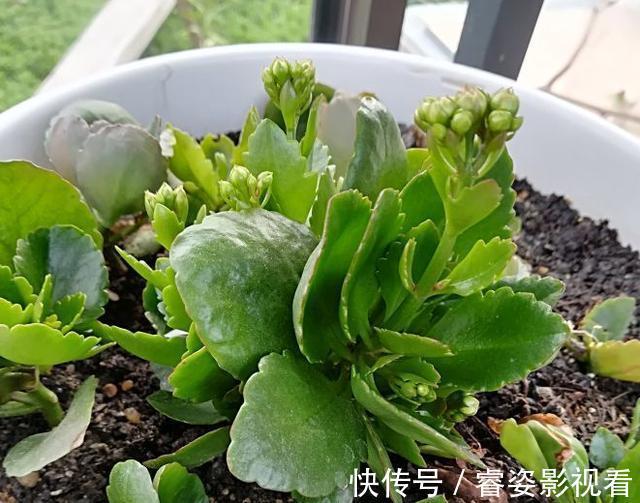 叶壮|给长寿花“吃点肥料”，春节花苞特别多，大苗小苗肥肥壮壮