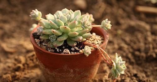 夏天给多肉浇水,知道几个养护小妙招,随便养出白胖子