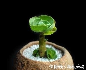 碧玉莲碧玉莲|5种适合冬天室内养殖的花, 非常漂亮, 注意养花更加旺盛