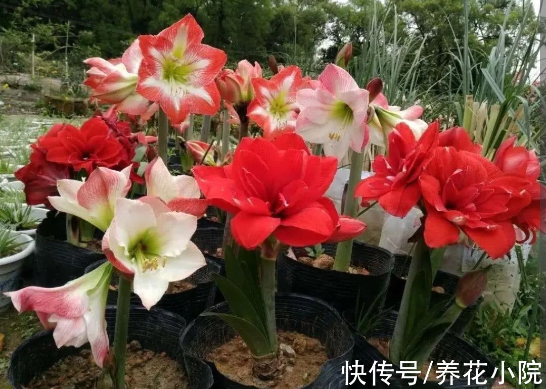 仙客来|3种“漂亮花”，开完花别扔，继续养着，下年还能开花