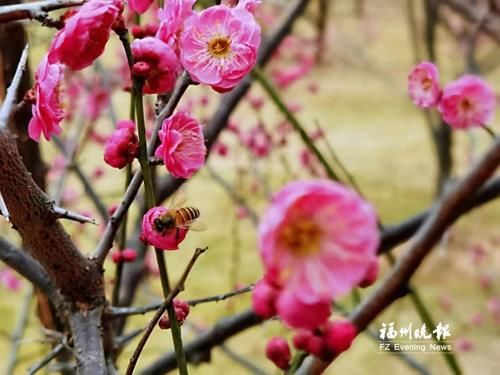 福州这份赏樱攻略请收好