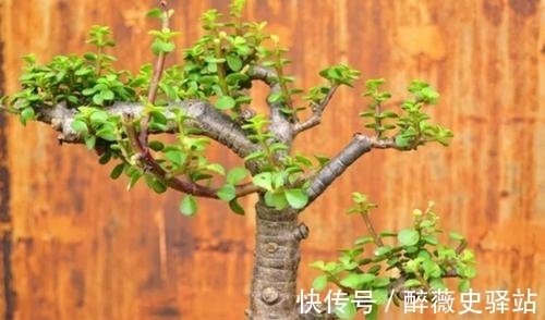 养分|金枝玉叶烂根不用怕，几个妙招解决它