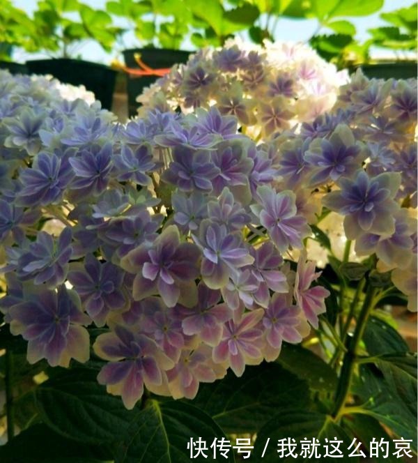 13种适合阳台养的紫色盆栽花,阳台养上几盆,天天“紫气东来”!