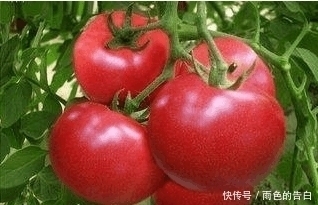 食物|女人不用节食减肥, 平时多吃这几种食物, 小肚子没了