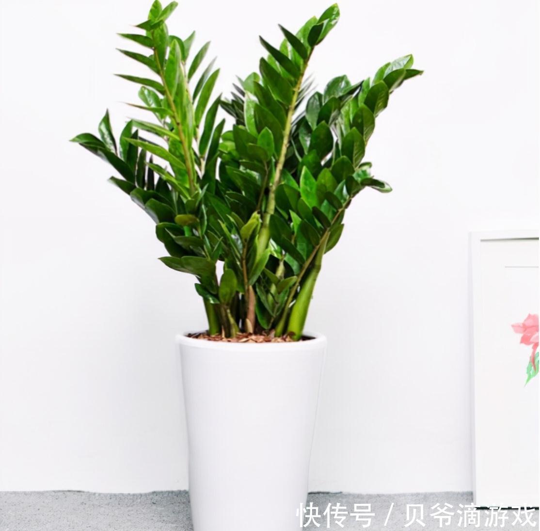 适合客厅养的“6种花”,一个比一个好养,一个比一个好看