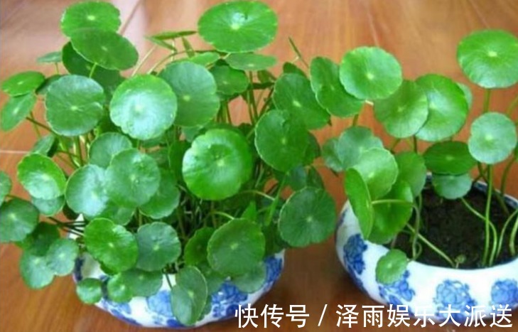 疲劳|4种“护眼花”,电脑旁摆上1盆,缓解眼部疲劳,还防辐射!