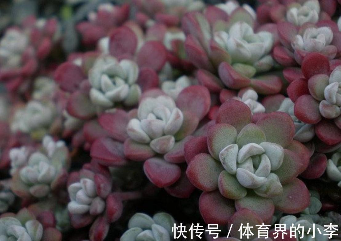 如何让多肉颜色更丰富，做好5点就能让多肉变得更美