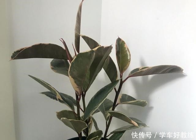 懂花的人,都不在客厅养“5种花”,会被人笑话,家里有的快处理!