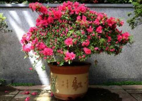 养杜鹃花，记住5点，不掉叶不黑尖，叶绿花多，一次开成大花球！