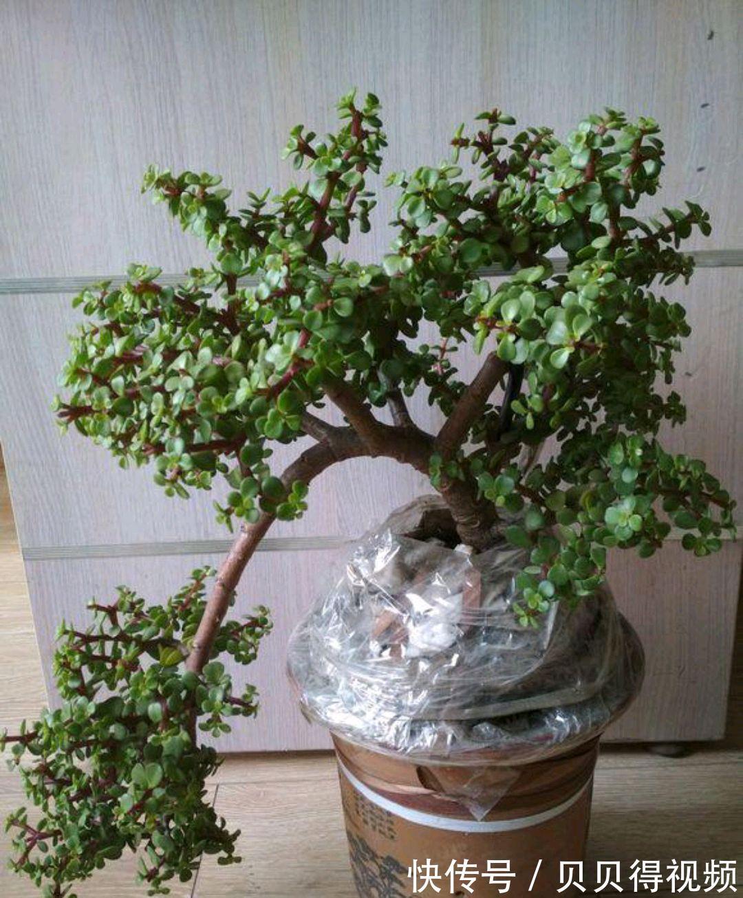 金枝玉叶的叶子总是哗哗的掉,因它这6怕,要注意避免