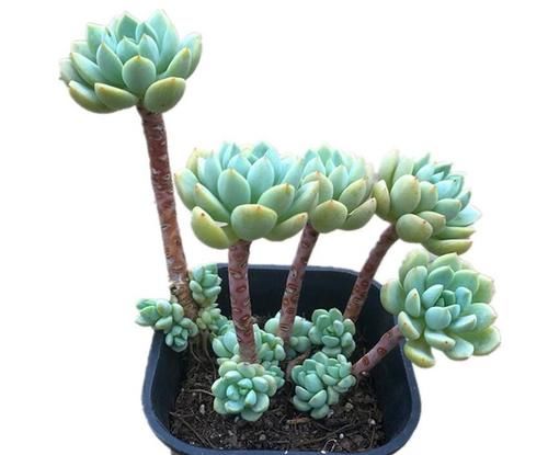 养多肉、芦荟、虎皮兰用此土,叶子圆滑厚实,长势就是好