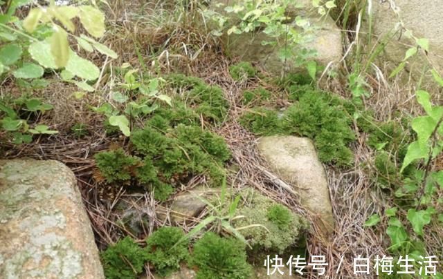 卷柏|山坡下,有2种野生的“盆景树”,茎干弯曲、奇特,比卷柏珍贵