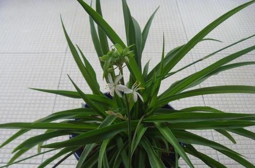  看上去|花生用途多又广！用来养花效果好，花蹿个叶子亮，看上去真不错！